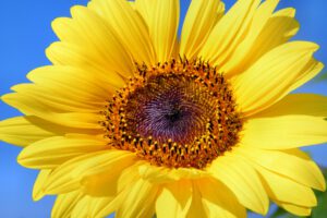 Vitamin D- Hype or Hope?